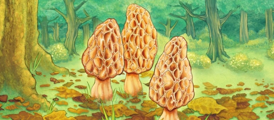Morels-front